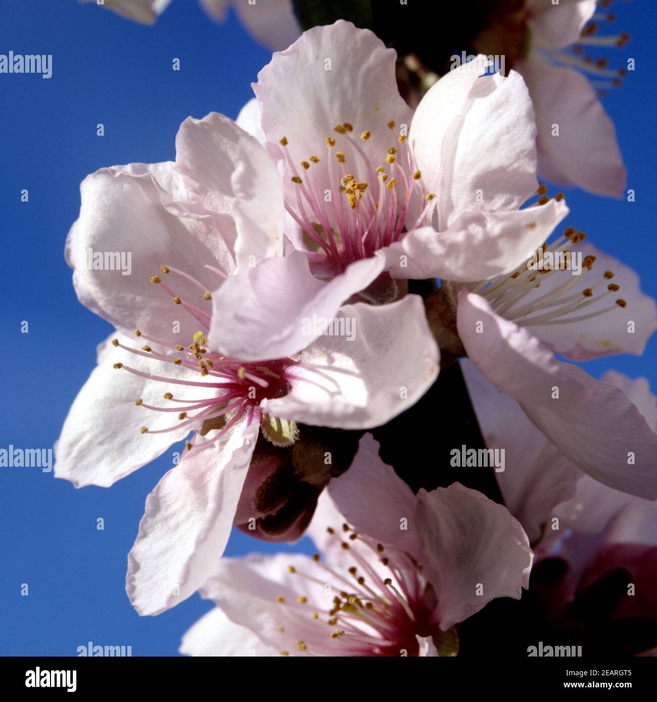 �ʴھ��������������Â¸�ٱ� Stock Photo