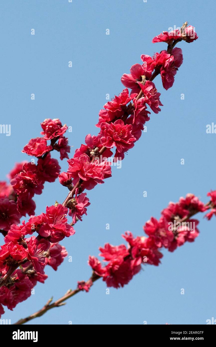 Pfirsichbluete, Pfirsich, prunus, persica, Kurowaka, yaguchi Stock Photo