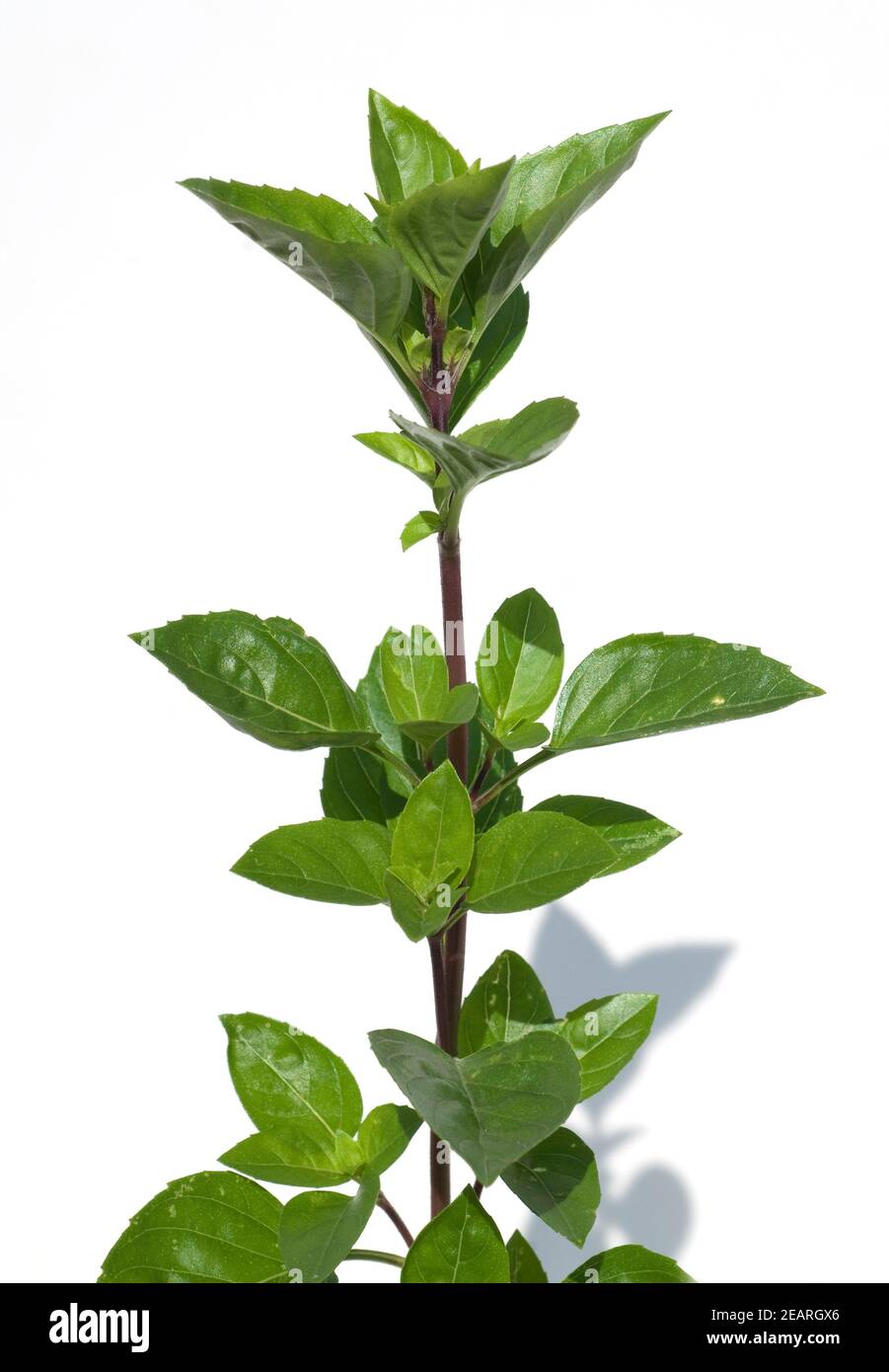 Strauchbasilikum, Ocimum, species  basilicum Stock Photo
