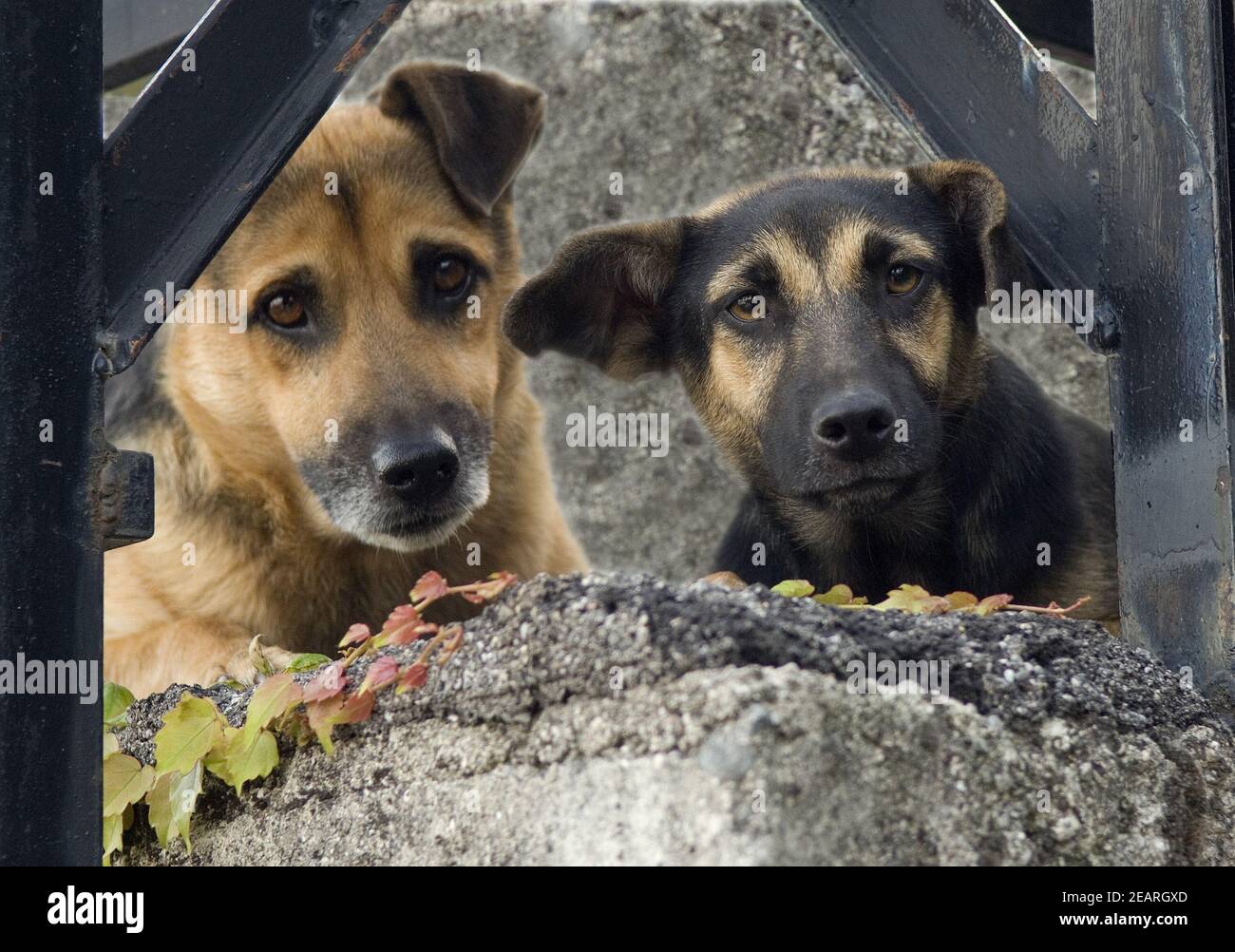 Strassenhund, Betteln Stock Photo