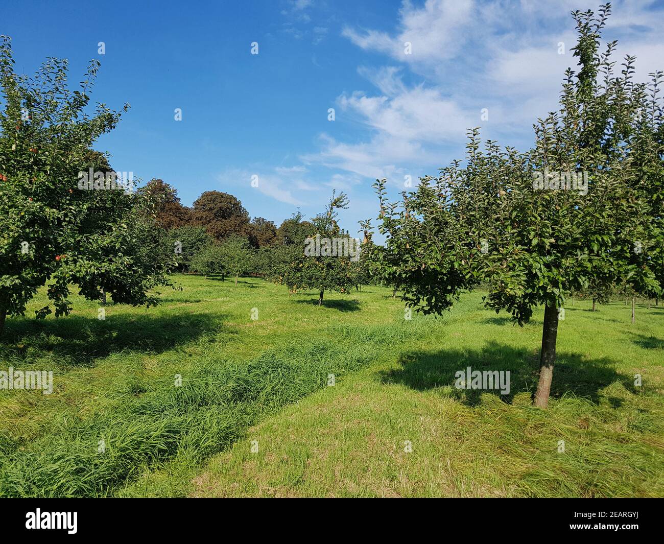 Apfelbaum pflanzen hi-res stock photography and images - Alamy