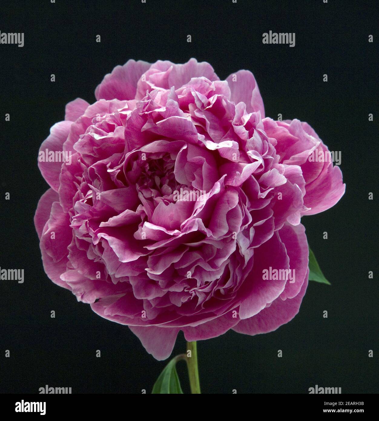 Pfingstrose Stock Photo