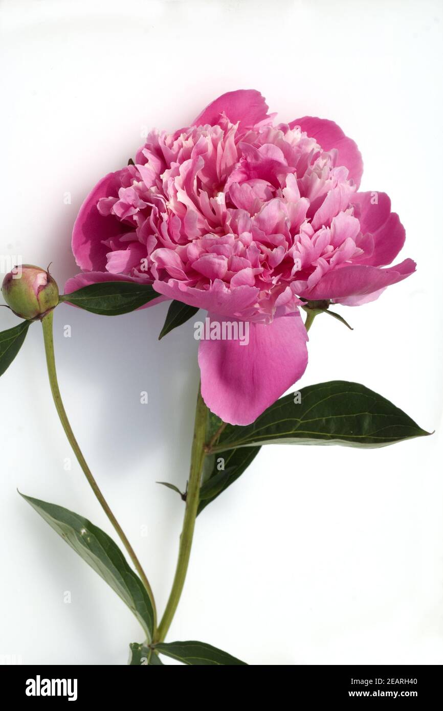 Pfingstrose, Paeonia Stock Photo