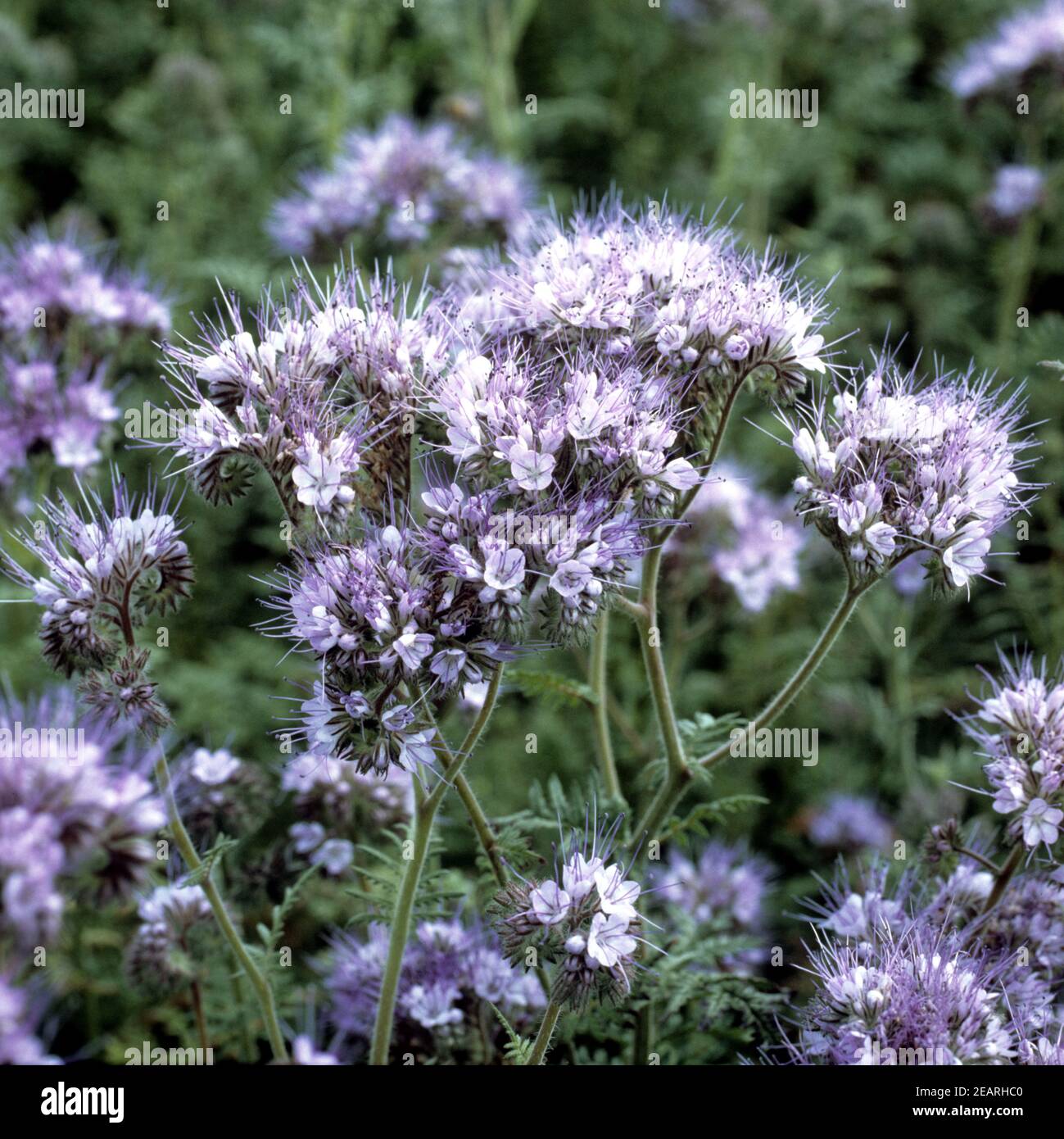 Phacelia tanacetifolia Stock Photo
