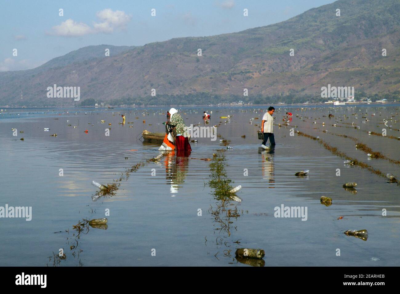 Cultivation and harvest of agar agar algae, Island Alor, Indonesia Stock Photo