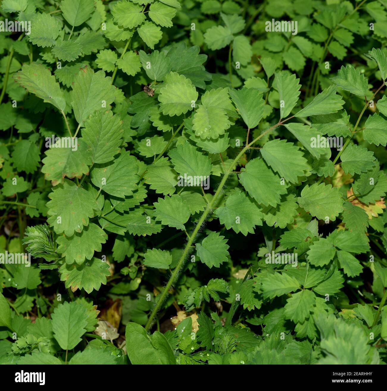 Kleine Bibernelle, Pimpinella saxifraga Stock Photo