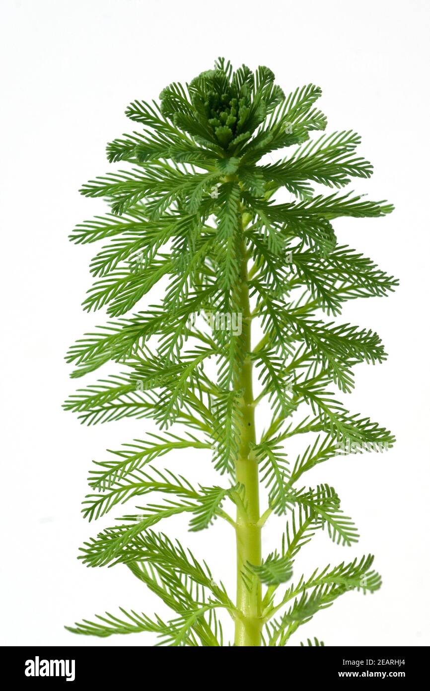 Tausendblatt  Myriophyllum aquaticum Stock Photo