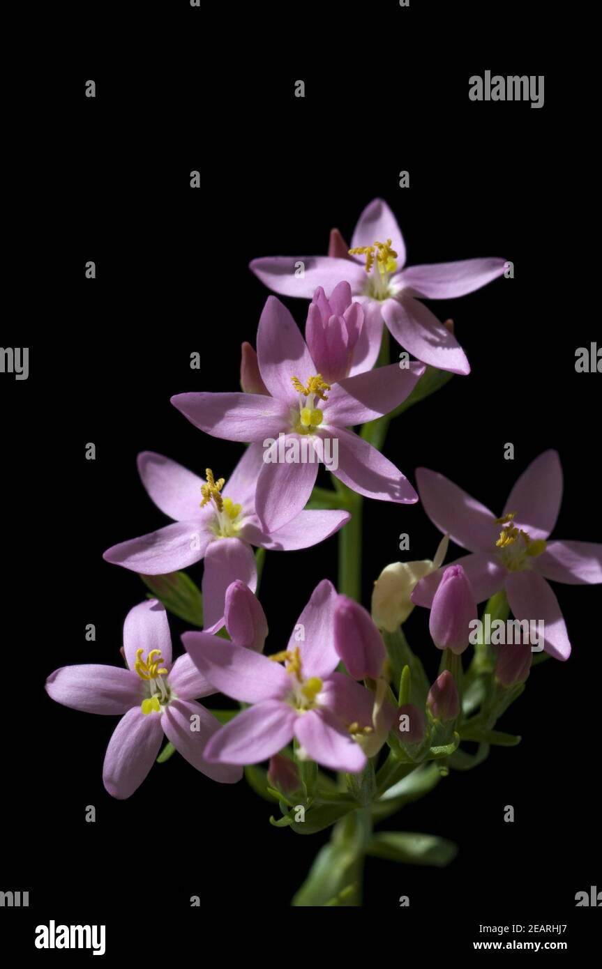 Tausendgueldenkraut Stock Photo