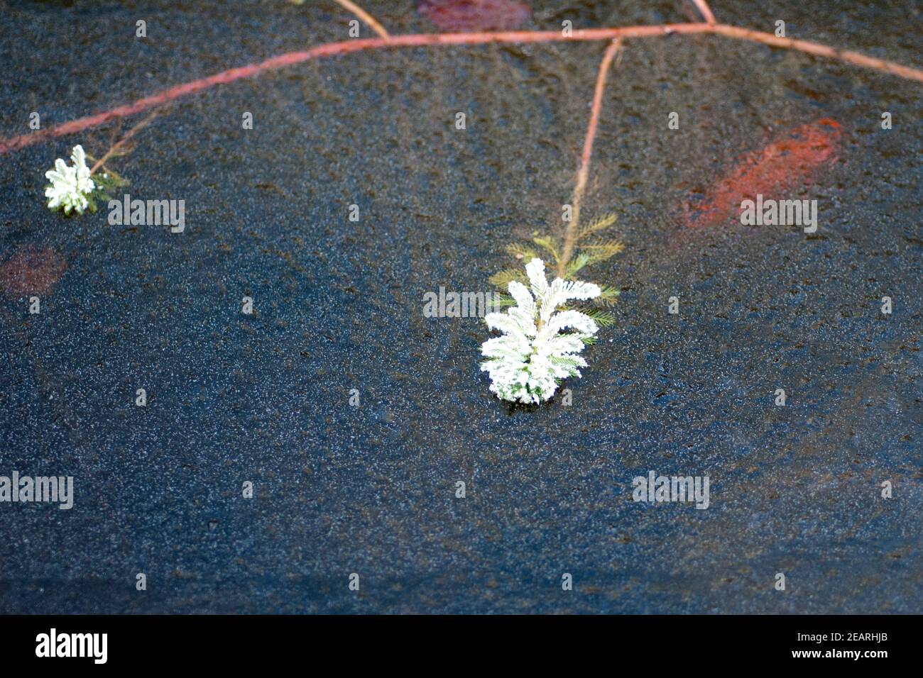 Tausendblatt, Myriophyllum, aquaticum, Eis Stock Photo