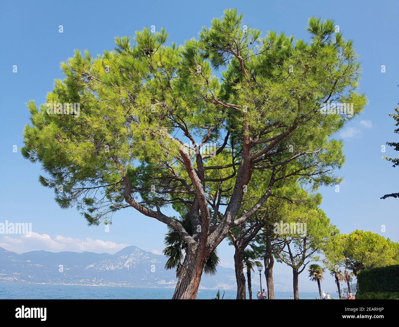 Pinienbaum  Pinie  Pinus, pinea Stock Photo