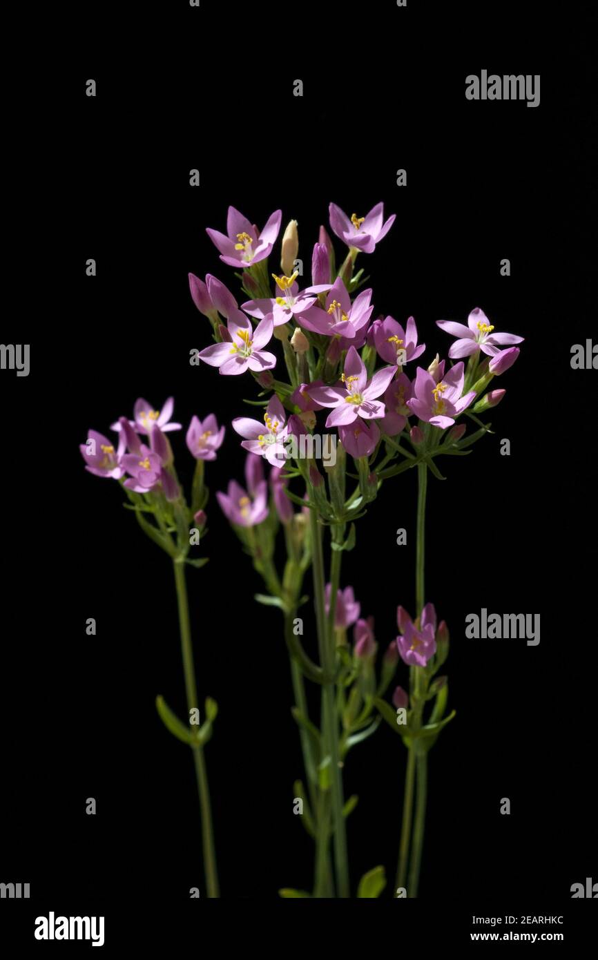 Tausendgueldenkraut Stock Photo