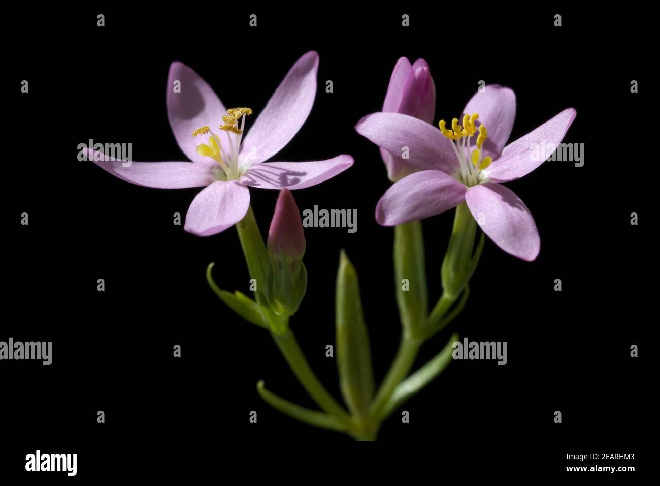 Tausendgueldenkraut, Bluete Stock Photo