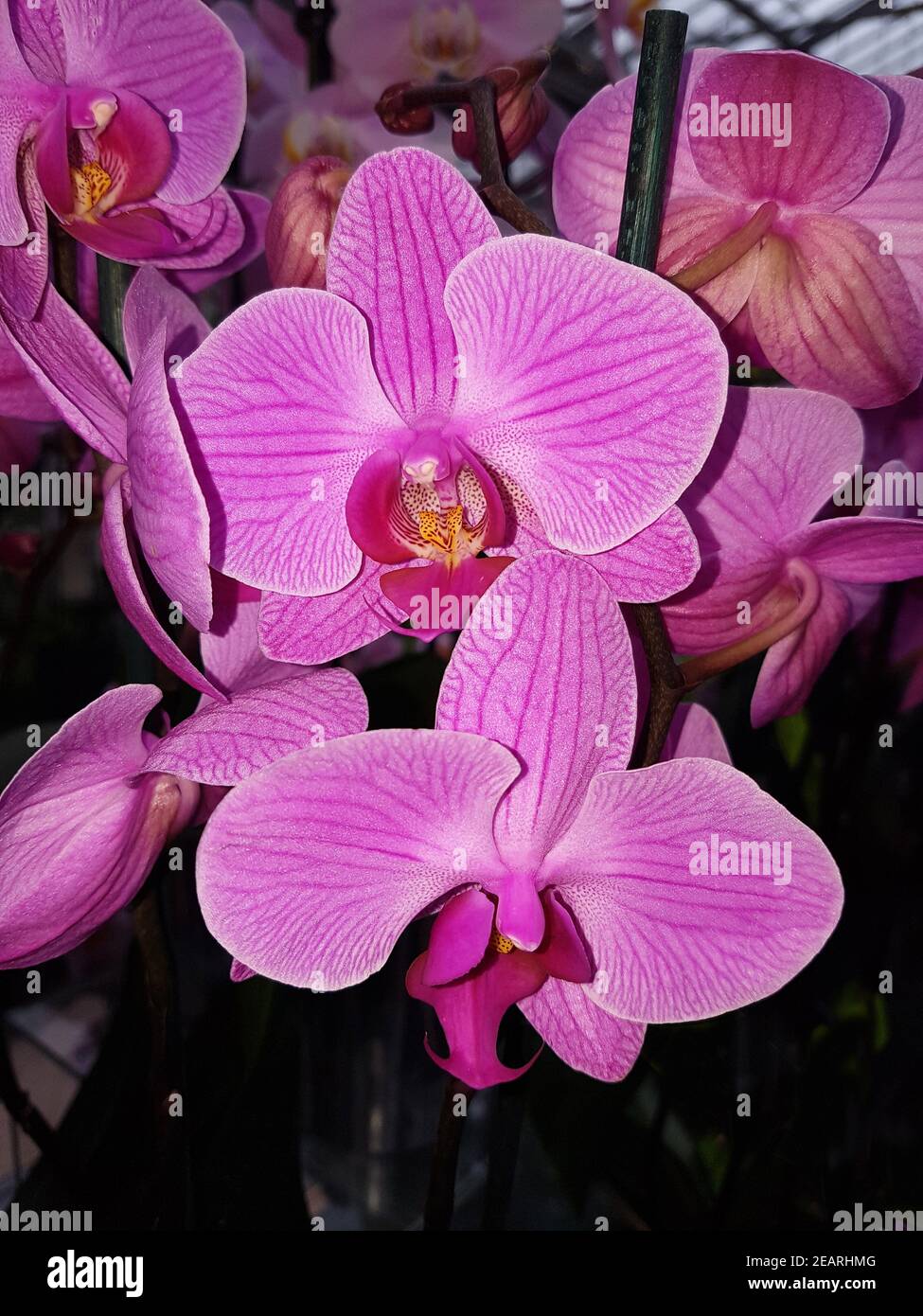 Phalaenopsis, Zambezi, Orchidee Stock Photo
