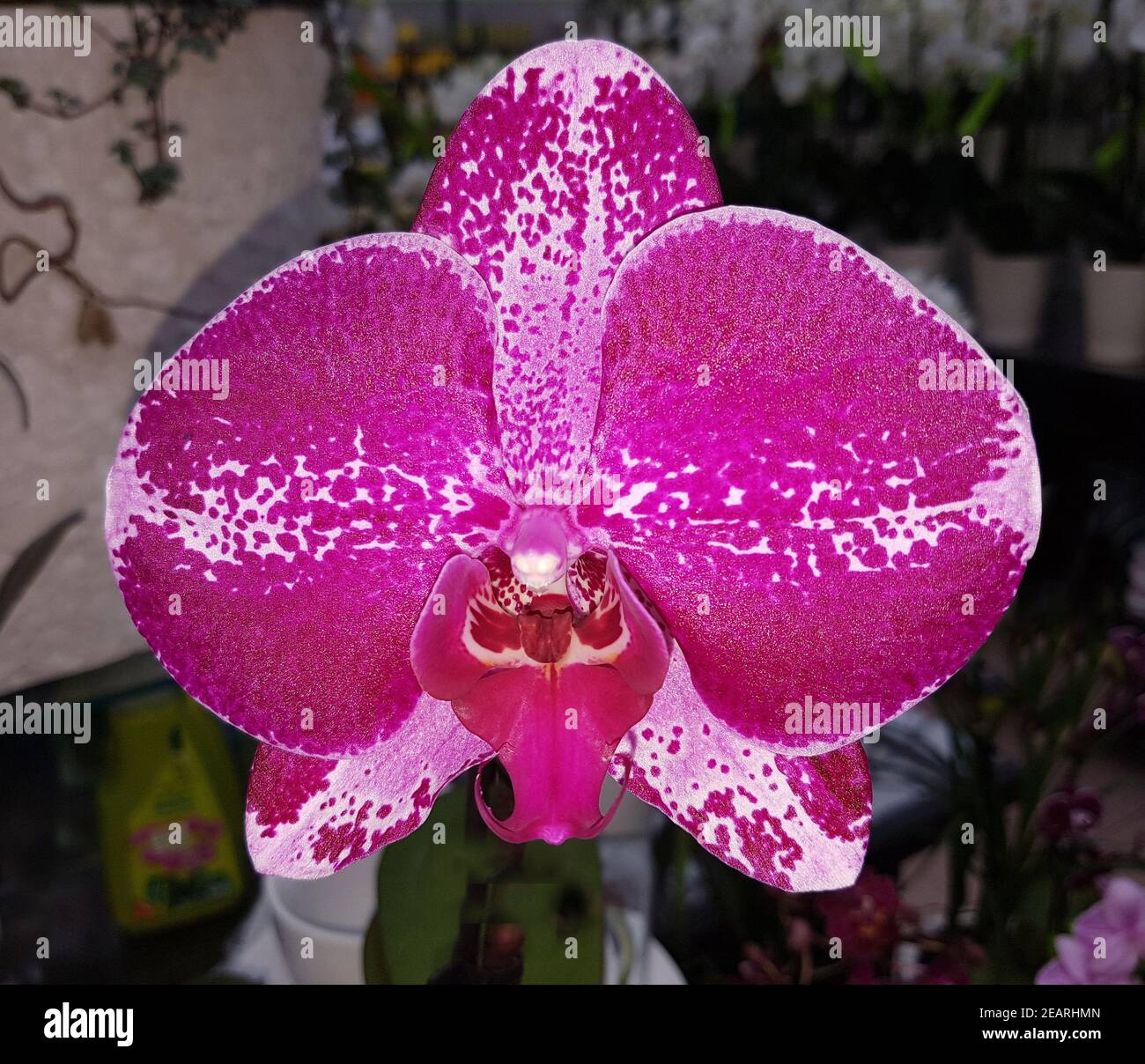 Phalaenopsis, Singolo, Orchidee Stock Photo