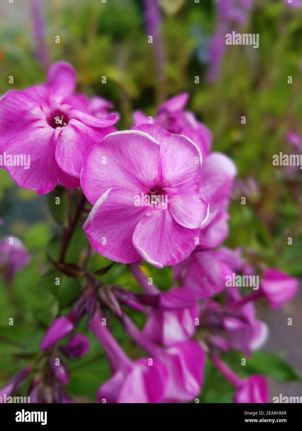 Phlox  Staudenphlox  paniculata Stock Photo