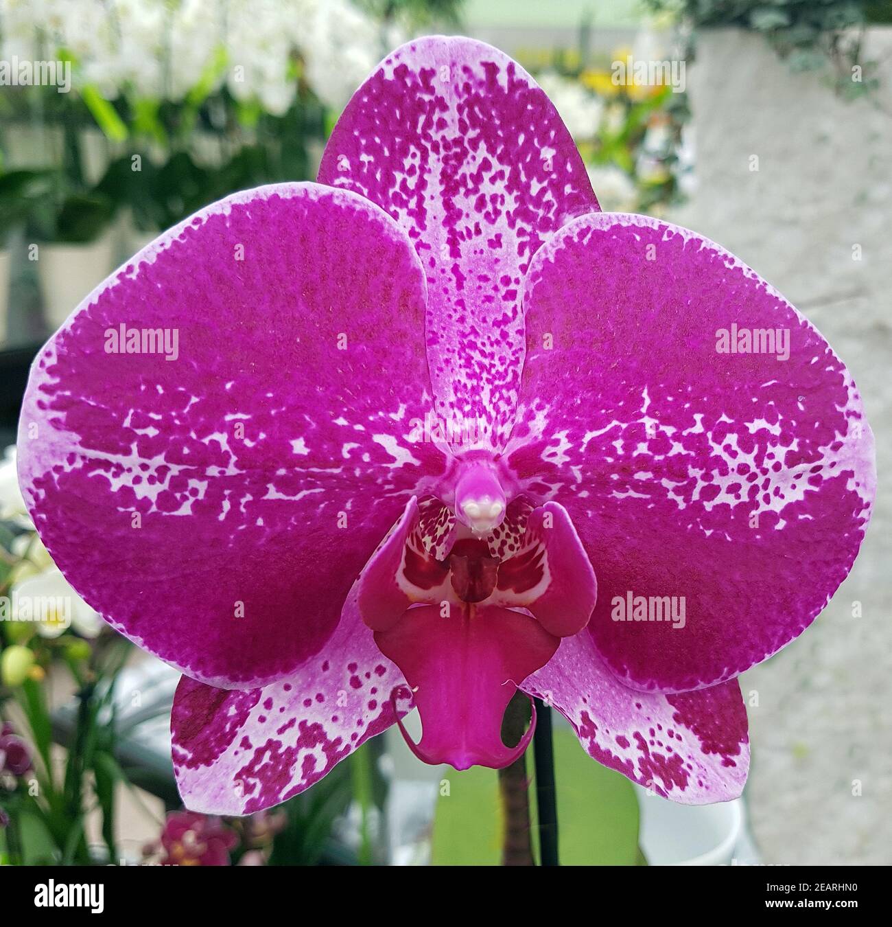 Phalaenopsis, Singolo, Orchidee Stock Photo