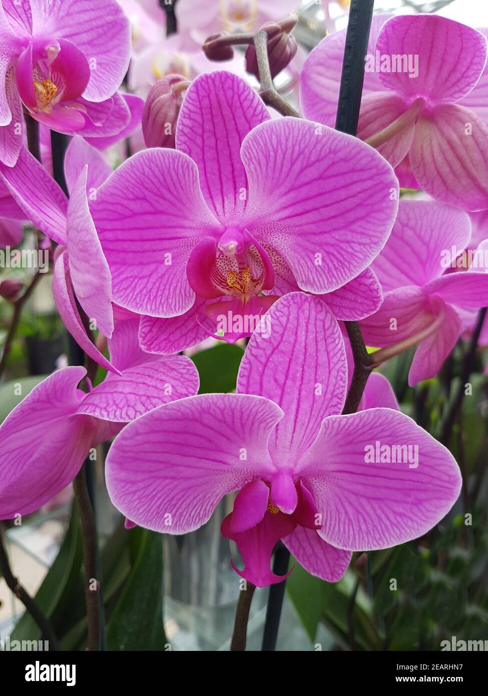 Phalaenopsis, Zambezi, Orchidee Stock Photo