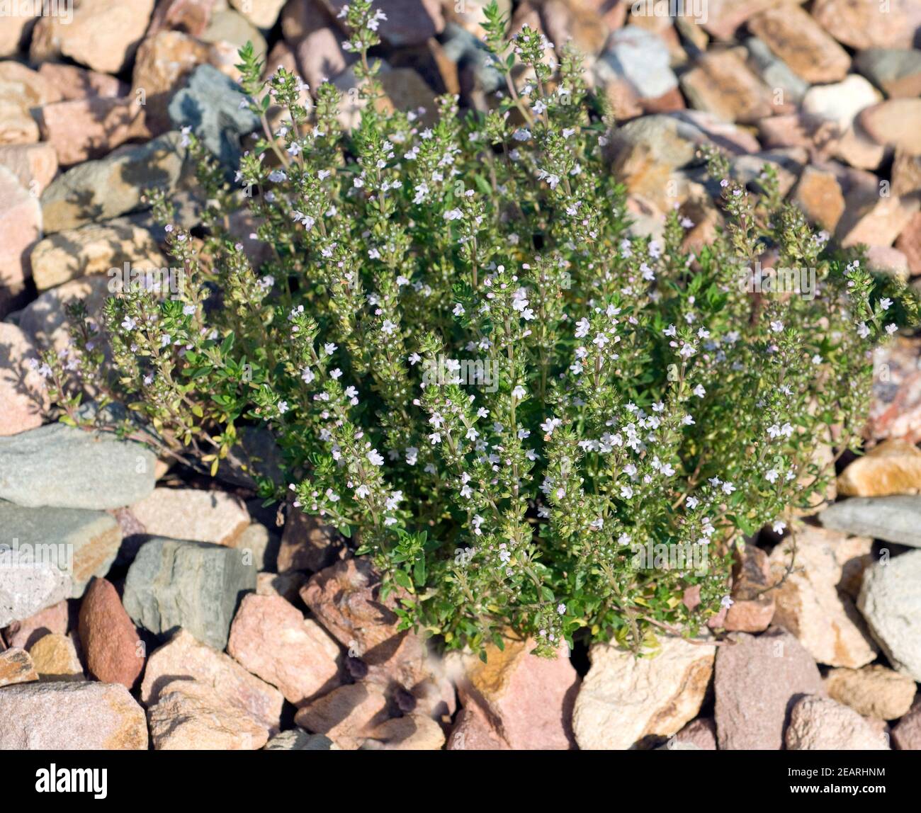 Piemontesischer Limonenthymian, Thymus species Stock Photo