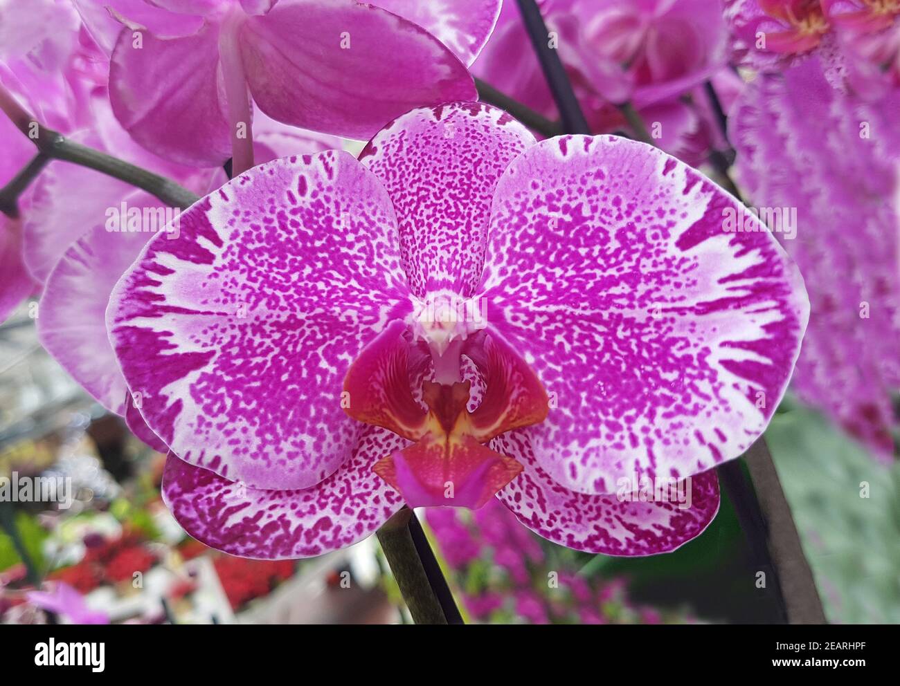 Phalaenopsis, Tischorchidee, Orchidee Stock Photo