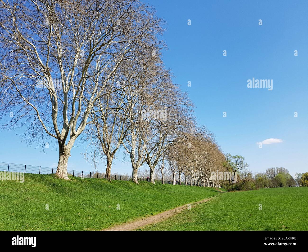 Platanus X Hispanica High Resolution Stock Photography and Images - Alamy