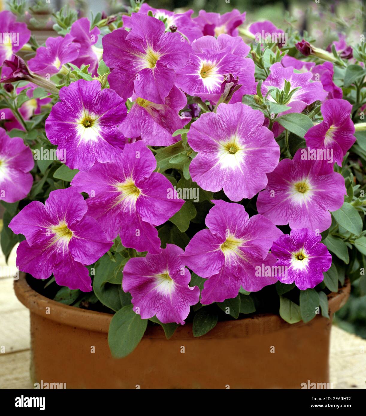 Surfina petunia hi-res stock photography and images - Alamy