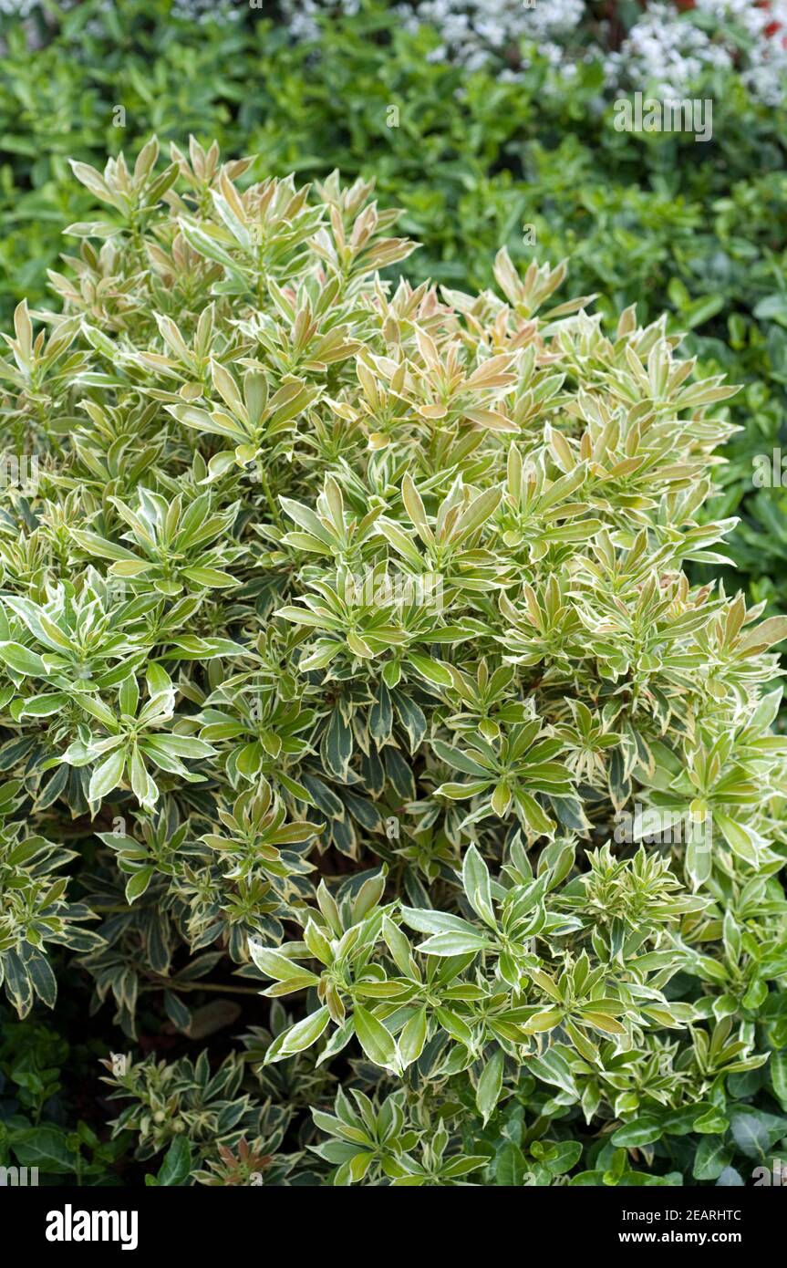 Pieris japonica, Variegata, Weissbuntes, Schattengloeckchen Stock Photo