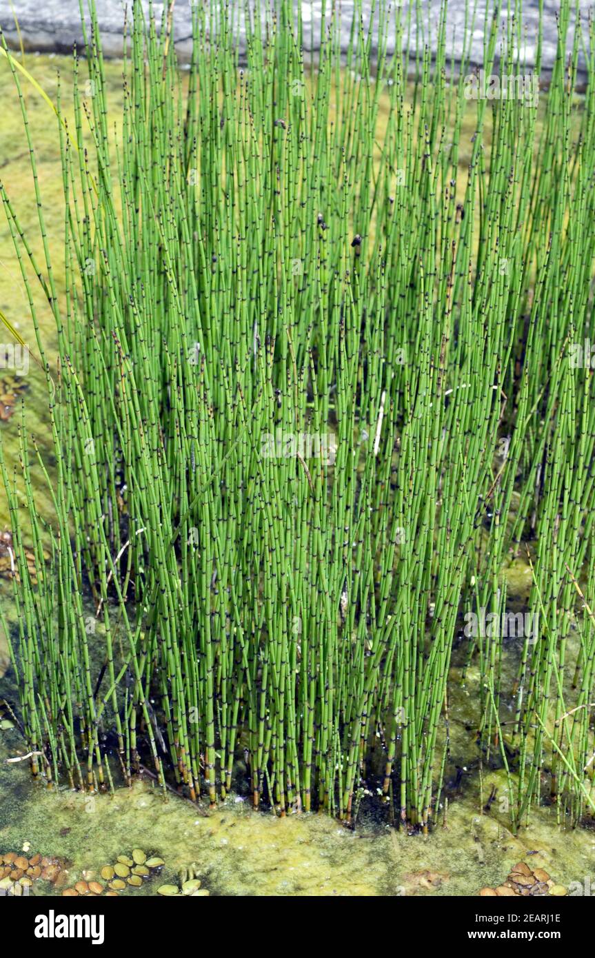 Teichschachtelhalm, Equisetum fluviatile Stock Photo