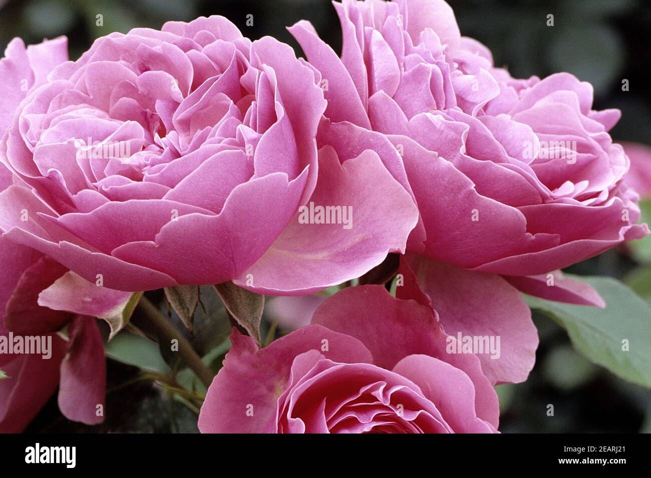 Tee-Hybrid-Rose, Leonardo da Vinc Stock Photo