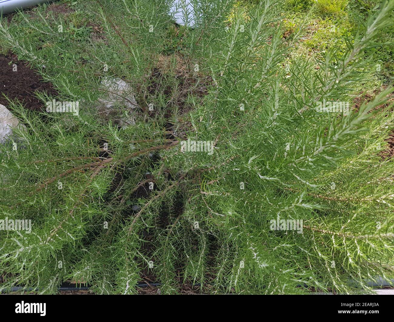 PinienRosmarin, Rosmarinus, angustifolia, Rosmarin Stock Photo Alamy