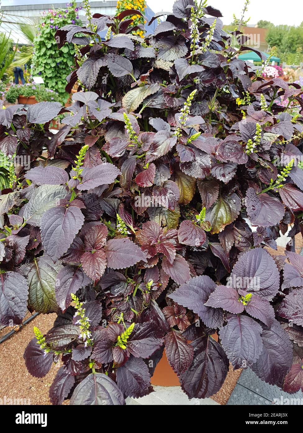 Buntnessel, Plectranthus scutellarioides, Black Prince Stock Photo