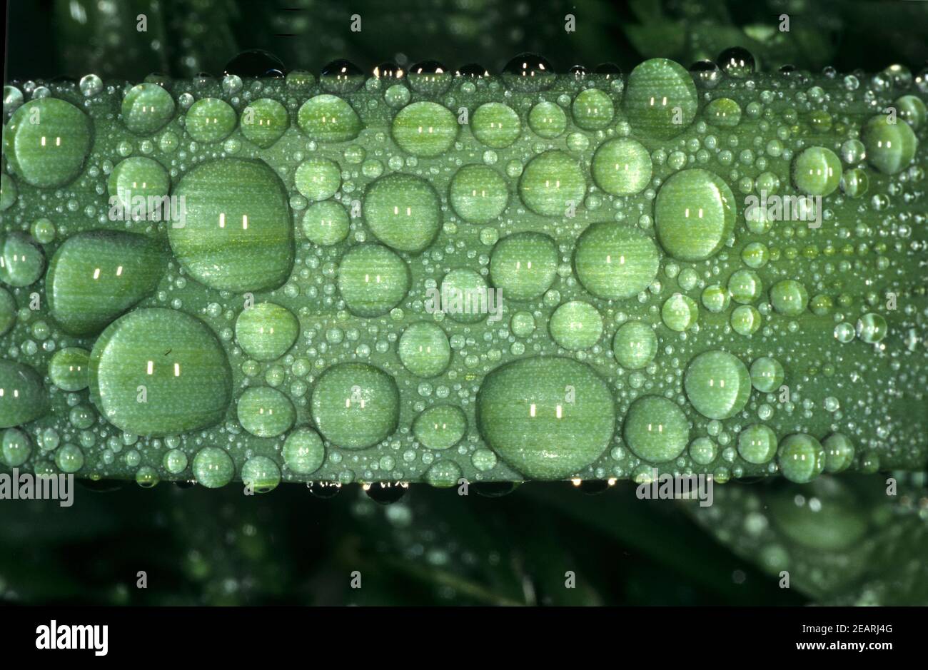 Tautropfen  Gras Stock Photo