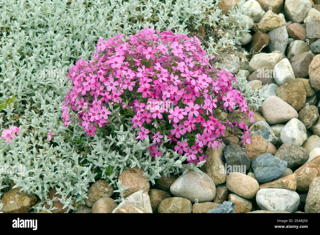 Polsterphlox  Moos-Phlox Stock Photo