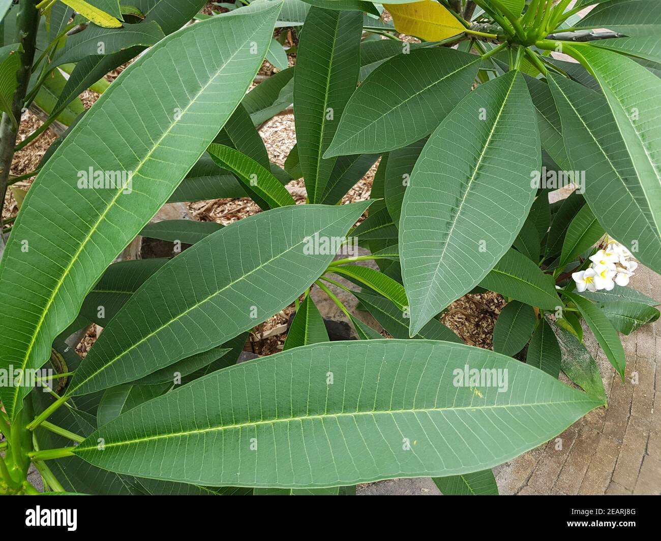 Plumeria, frangipani Stock Photo