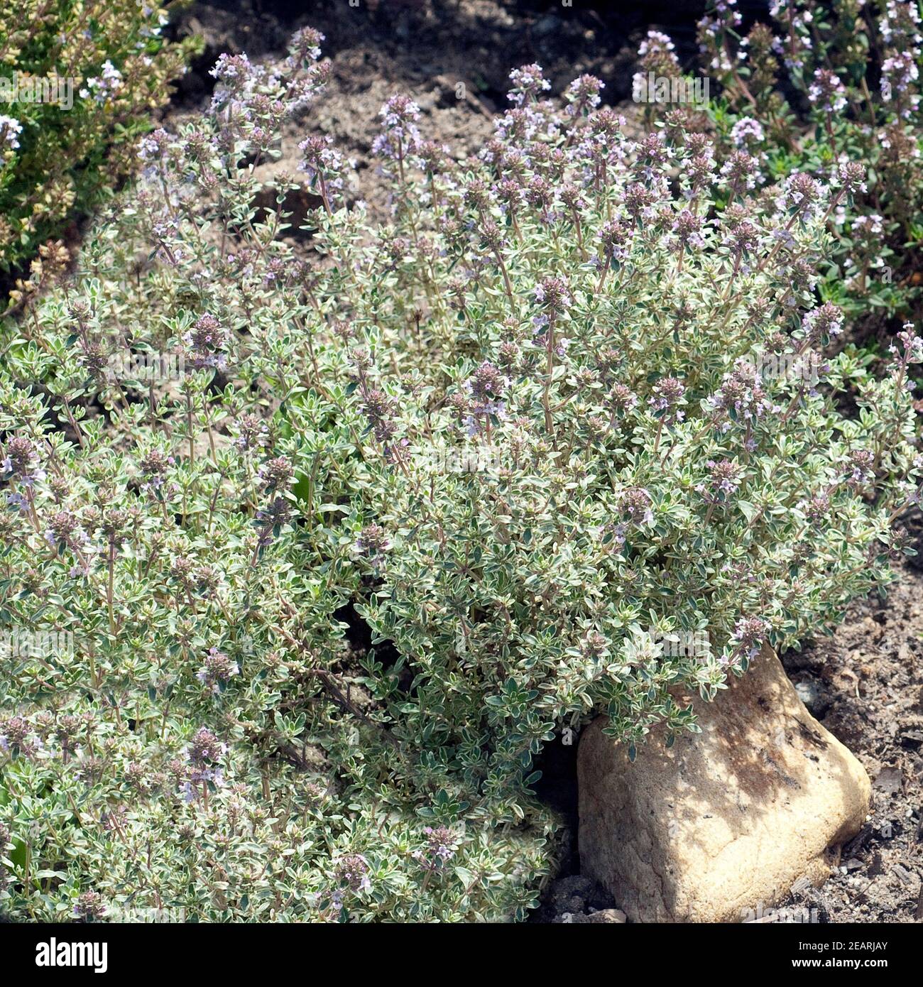 Thymian, Weissrandiger, Silver King; Thymus; vulgaris Stock Photo Alamy