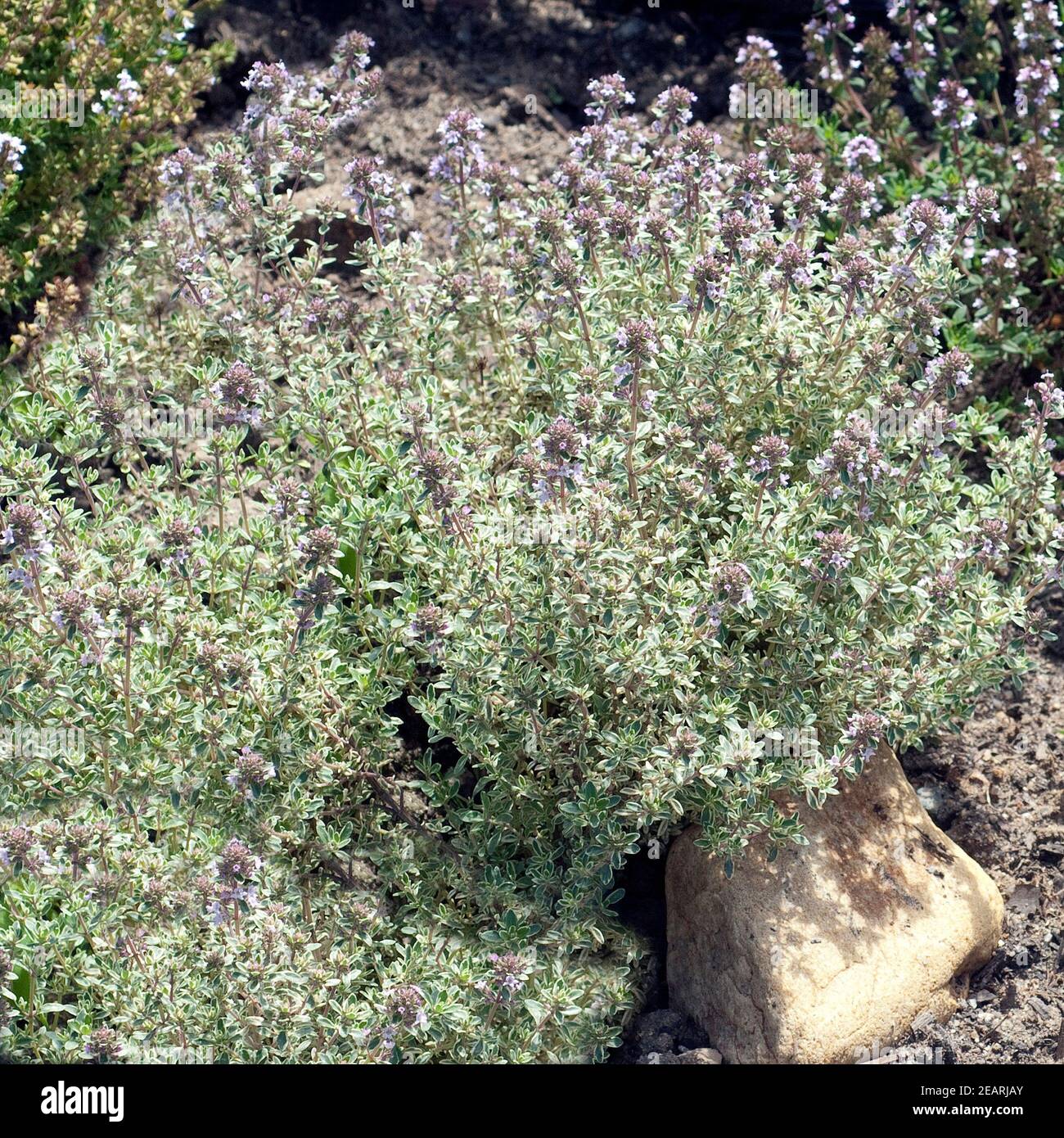 Thymian, Weissrandiger, Silver King; Thymus; vulgaris; Stock Photo