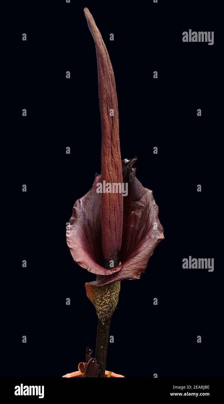Titanenzunge, Titanenwurz, Amorphophallus konjac Stock Photo