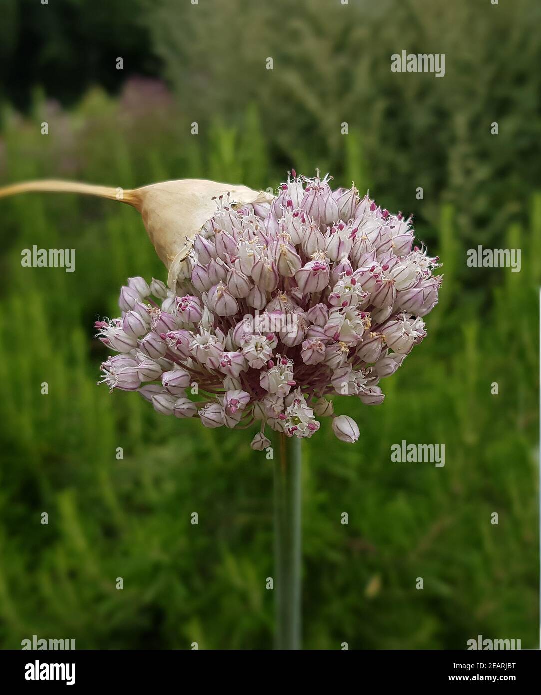 Porree  Allium, porrum  Zwiebelgewaechs Stock Photo