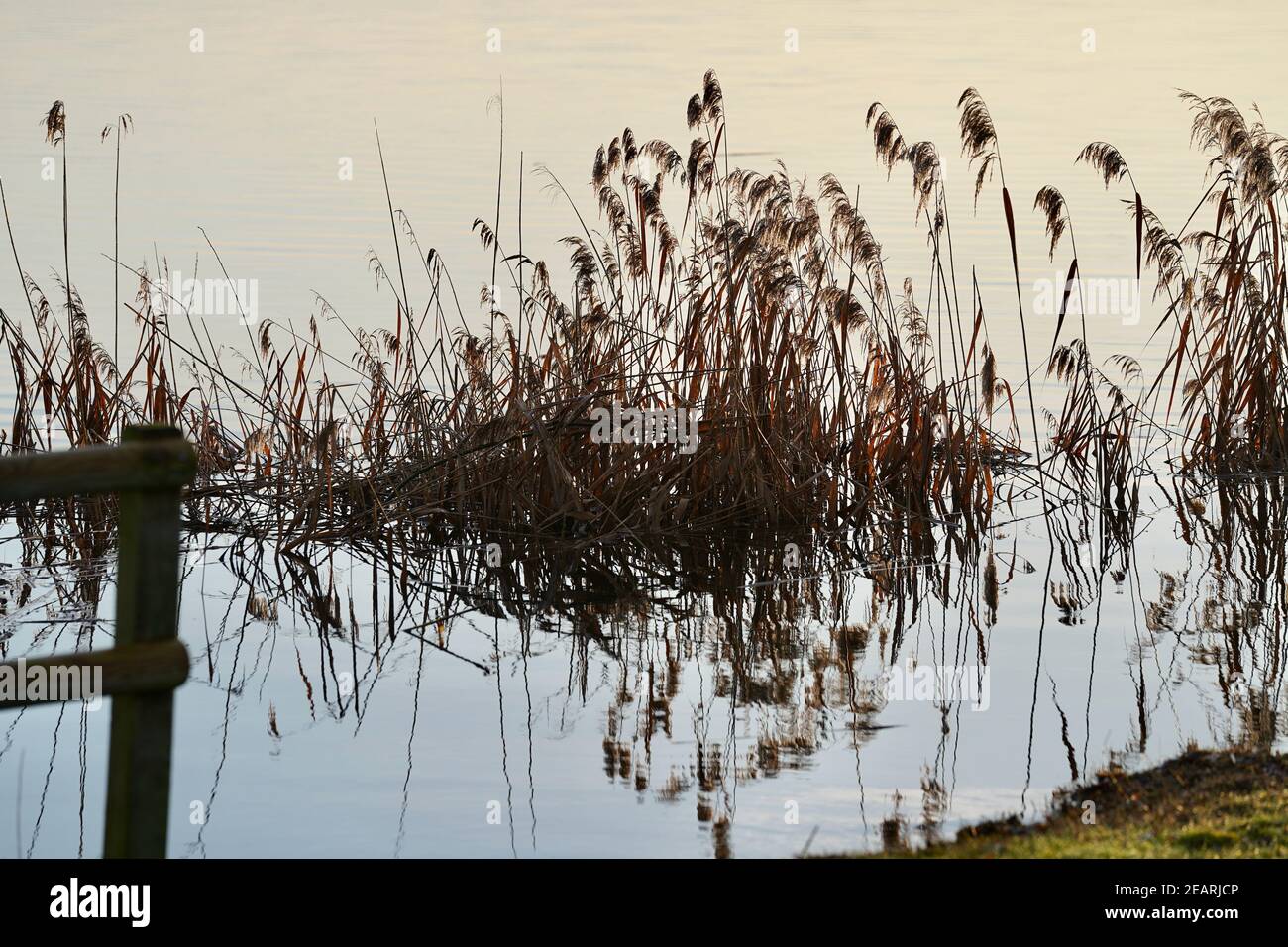 Reed with lake Greifensee, Maur, Switzerland, in the background Stock Photo  - Alamy