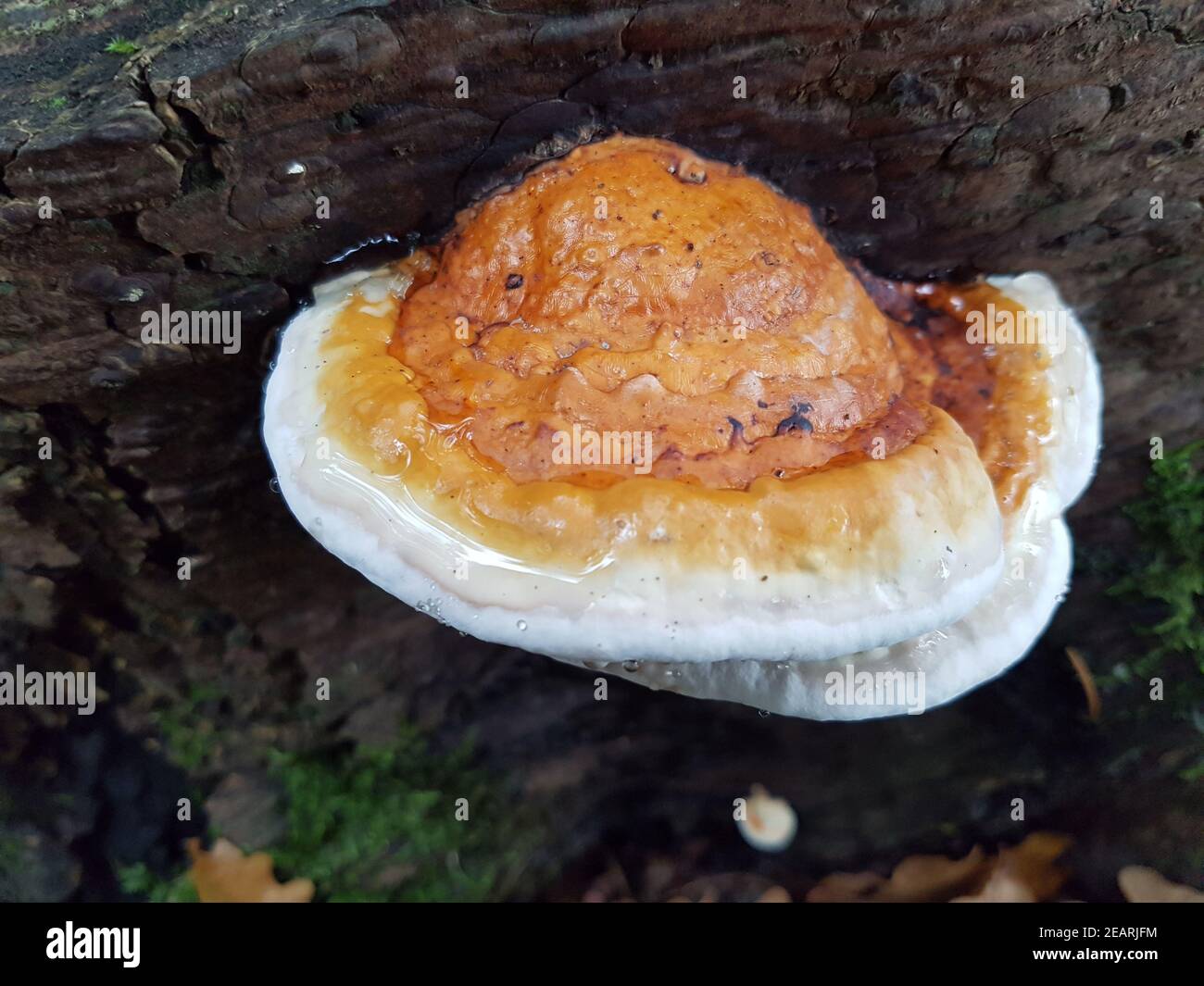 Lackporling, Flacher, Ganoderma, applanathum, Baumpilz Stock Photo