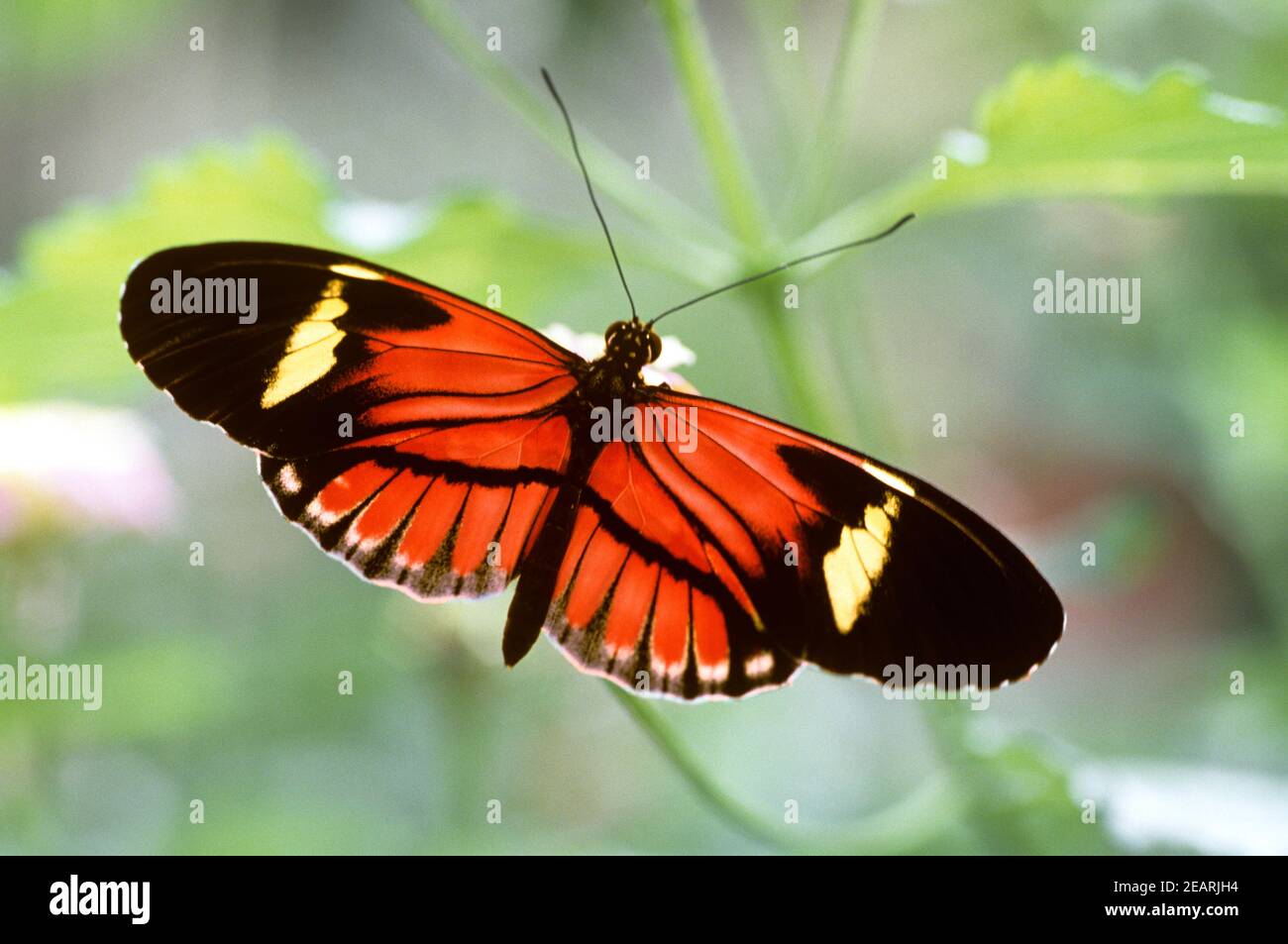 Postmann Postmann High Resolution Stock Photography and Images - Alamy
