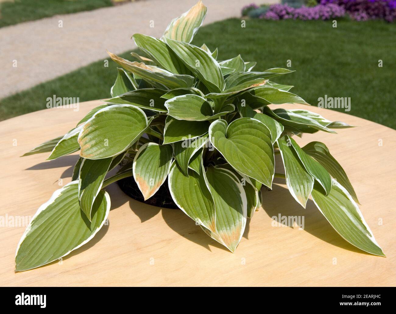 Tischdekoration, Funkie Stock Photo