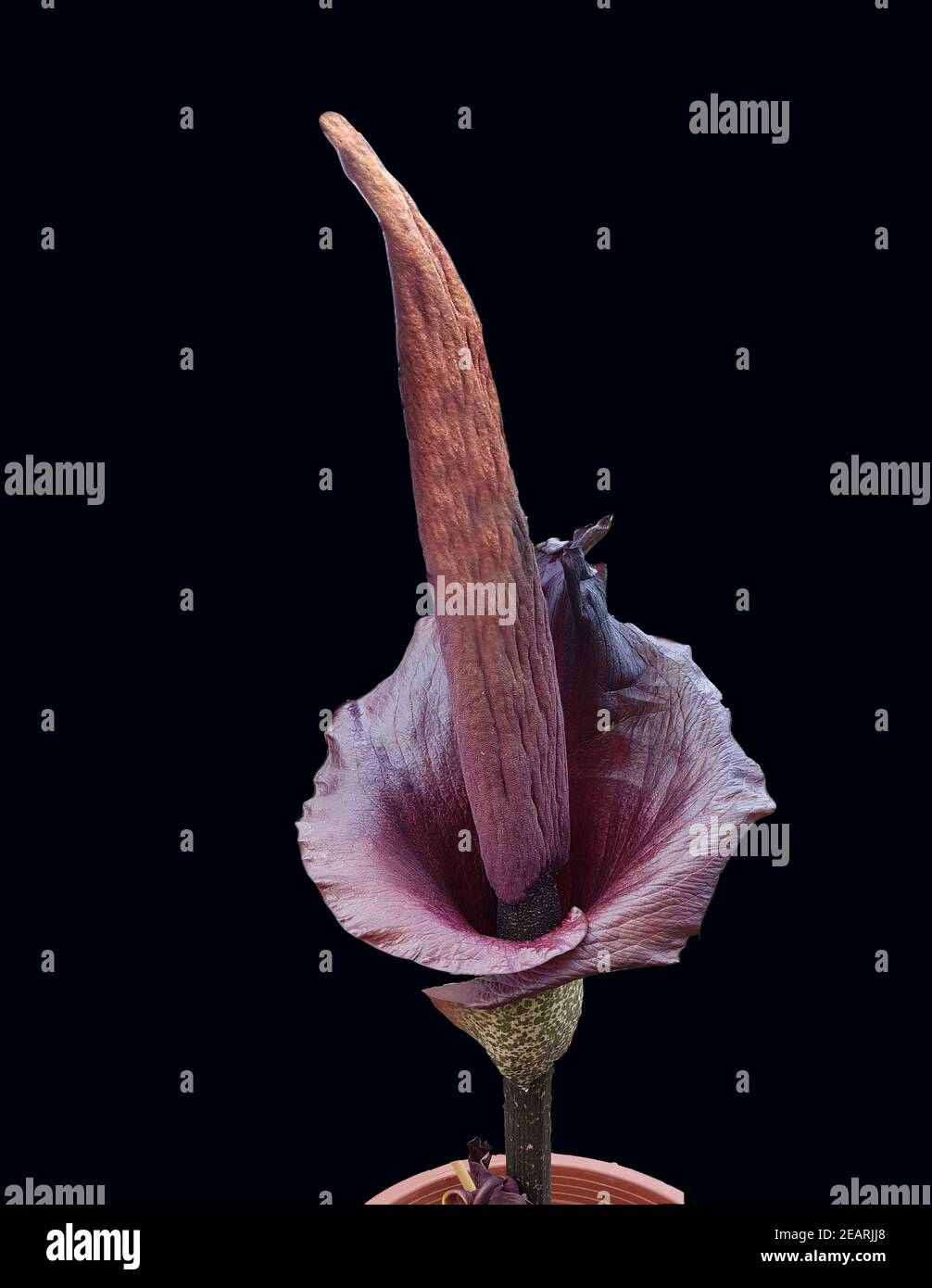 Titanenzunge, Titanenwurz, Amorphophallus konjac Stock Photo