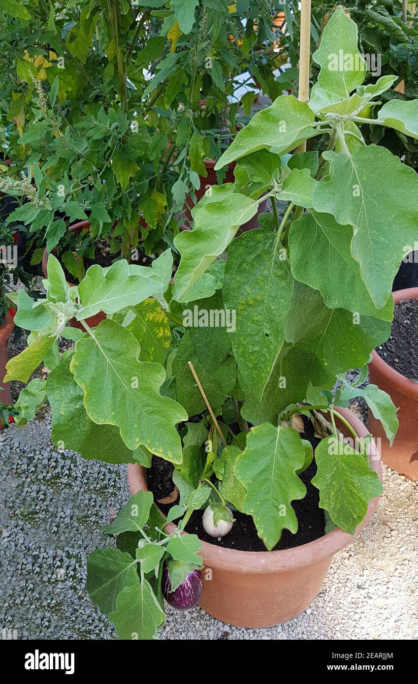Aubergine, Solanum, melongena Stock Photo