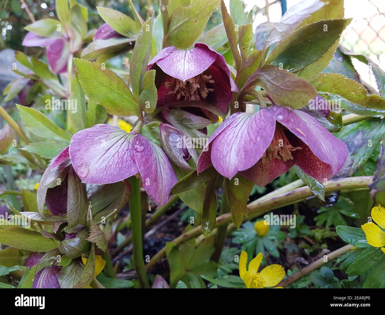 Lenzrose hires stock photography and images Alamy