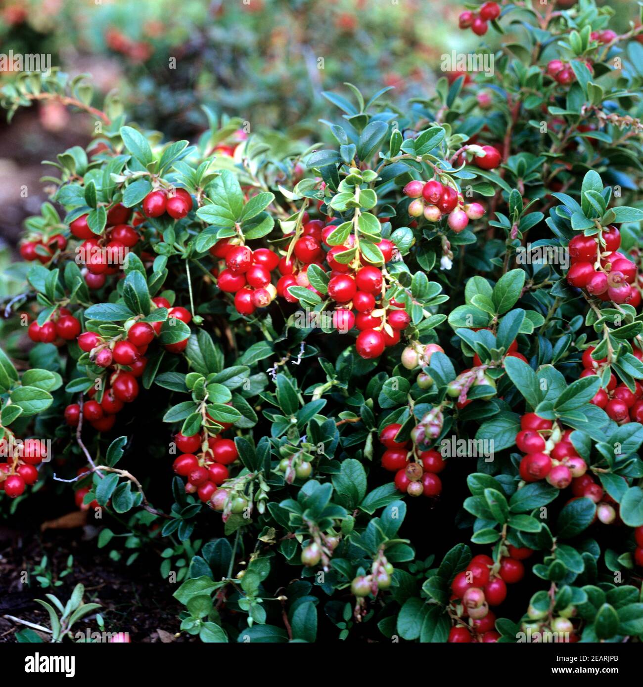 Preiselbeere, Vaccinium vitis-idaea, Bodendecker, Heilpflanzen, Fruechte, Obst, Stock Photo