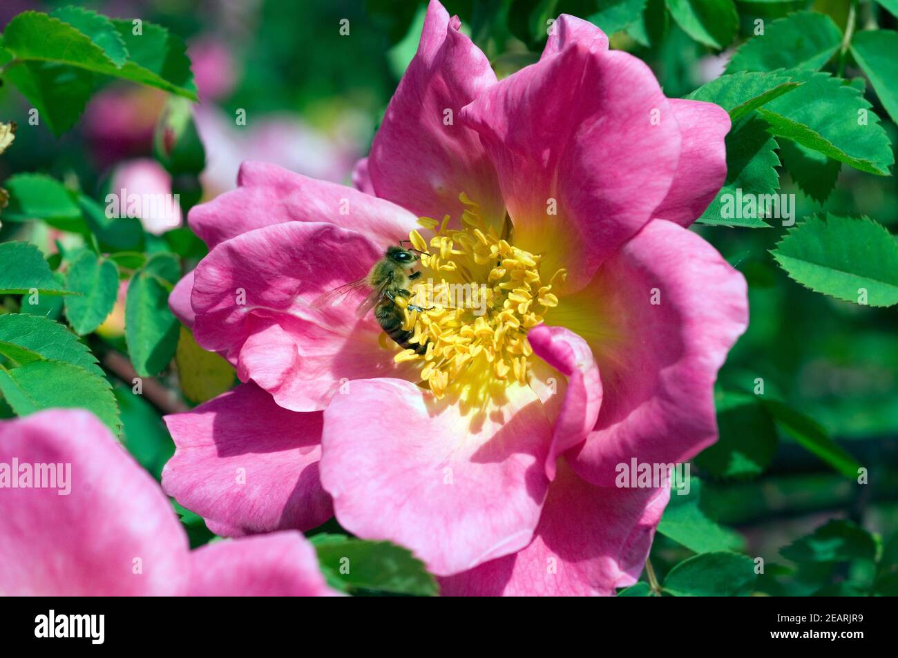 Tibetanische Bergrose  Marguerite Hilling Stock Photo