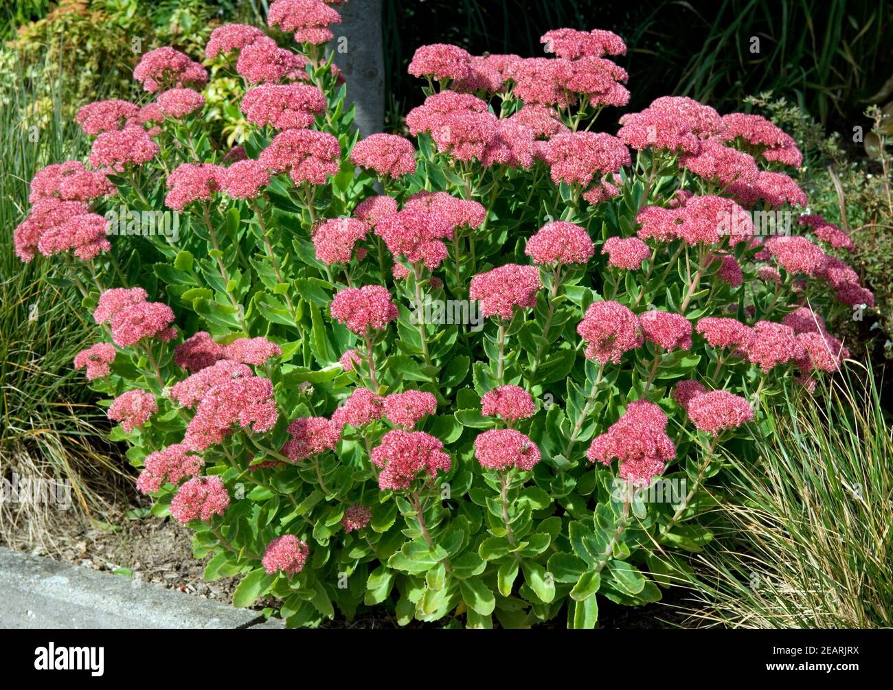 purpur-fetthenne-hi-res-stock-photography-and-images-alamy