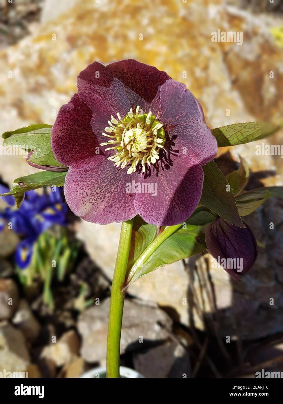 PurpurNieswurz Lenzrose Stock Photo Alamy