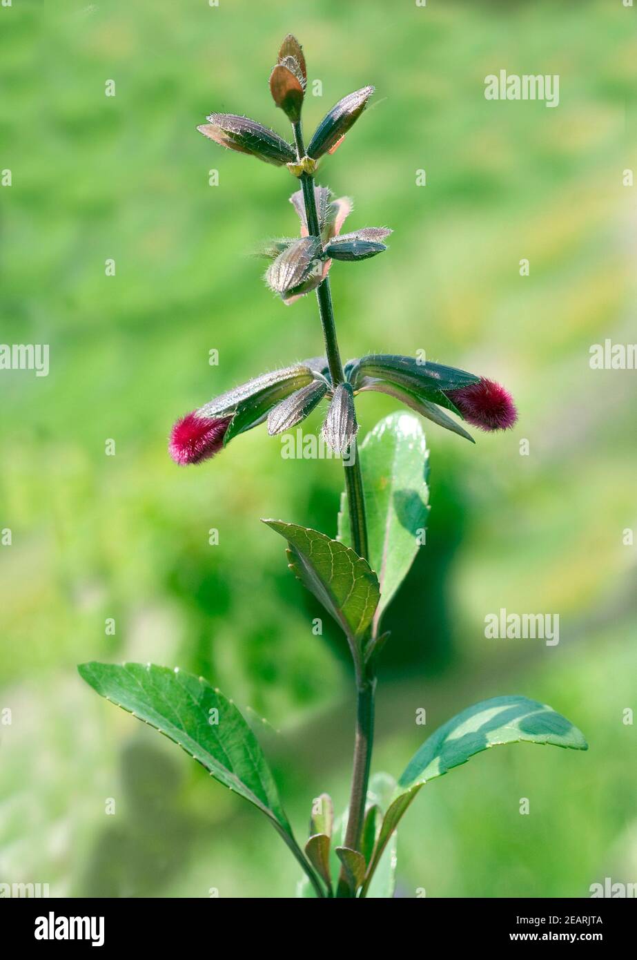 Purpursalbei, Salvia buchananii, Tomentosa, wollig Stock Photo