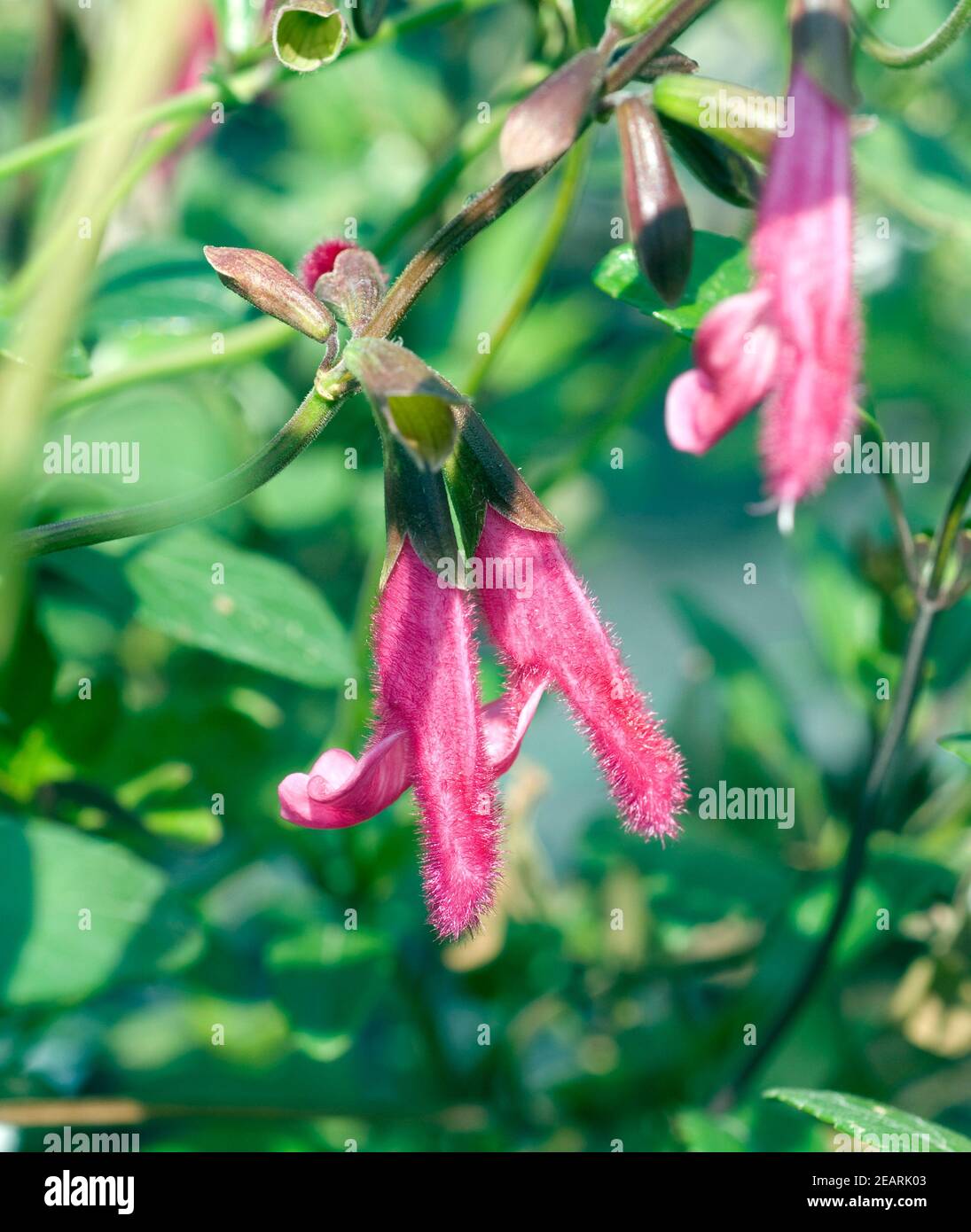 Purpursalbei  Salvia buchananii  Tomentosa  wollig  Salbei Stock Photo